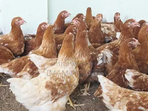 Layer Chicken