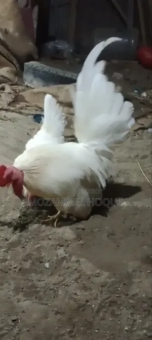 জাপানি বেন্থাম