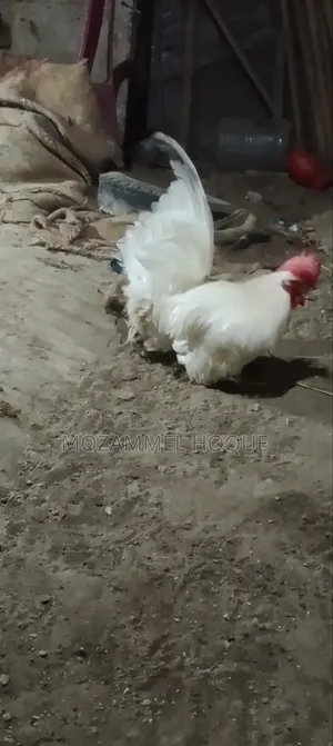 জাপানি বেন্থাম