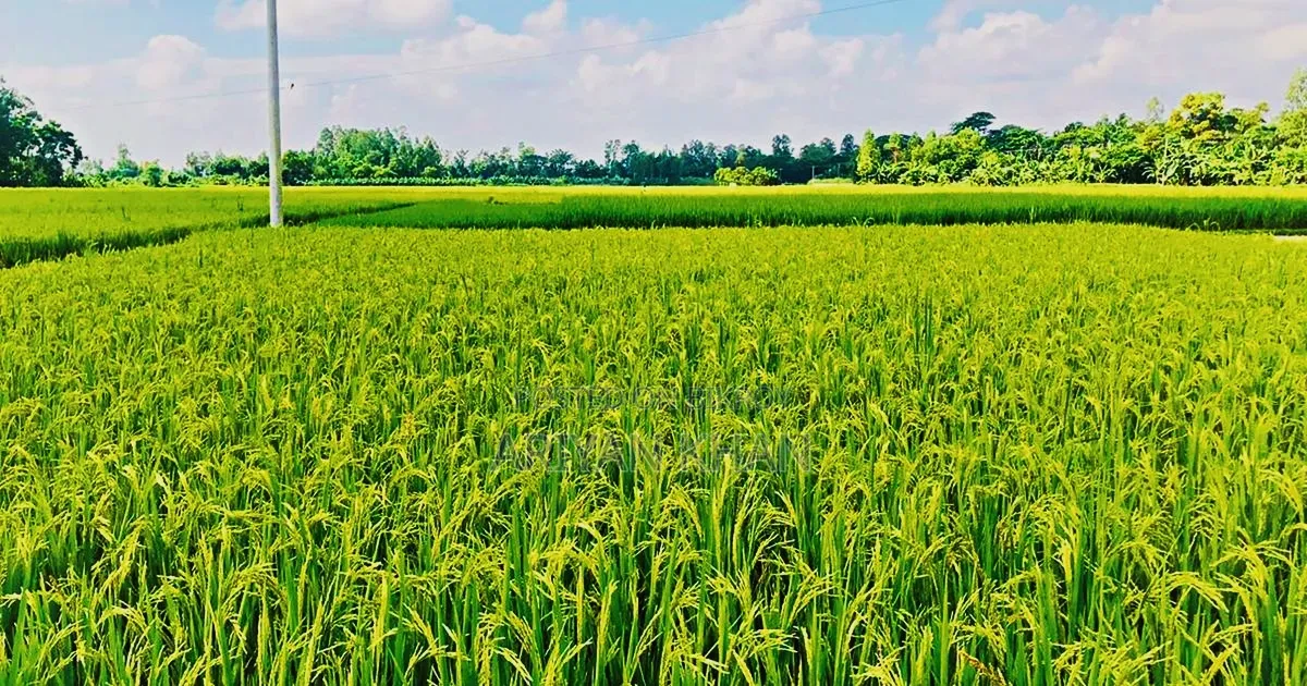 ২৫ শতক ধানি জমি বিক্রি
