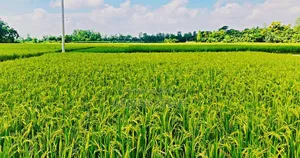 ২৫ শতক ধানি জমি বিক্রি