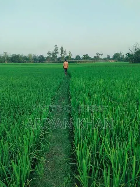 ২৫ শতক ধানি জমি বিক্রি
