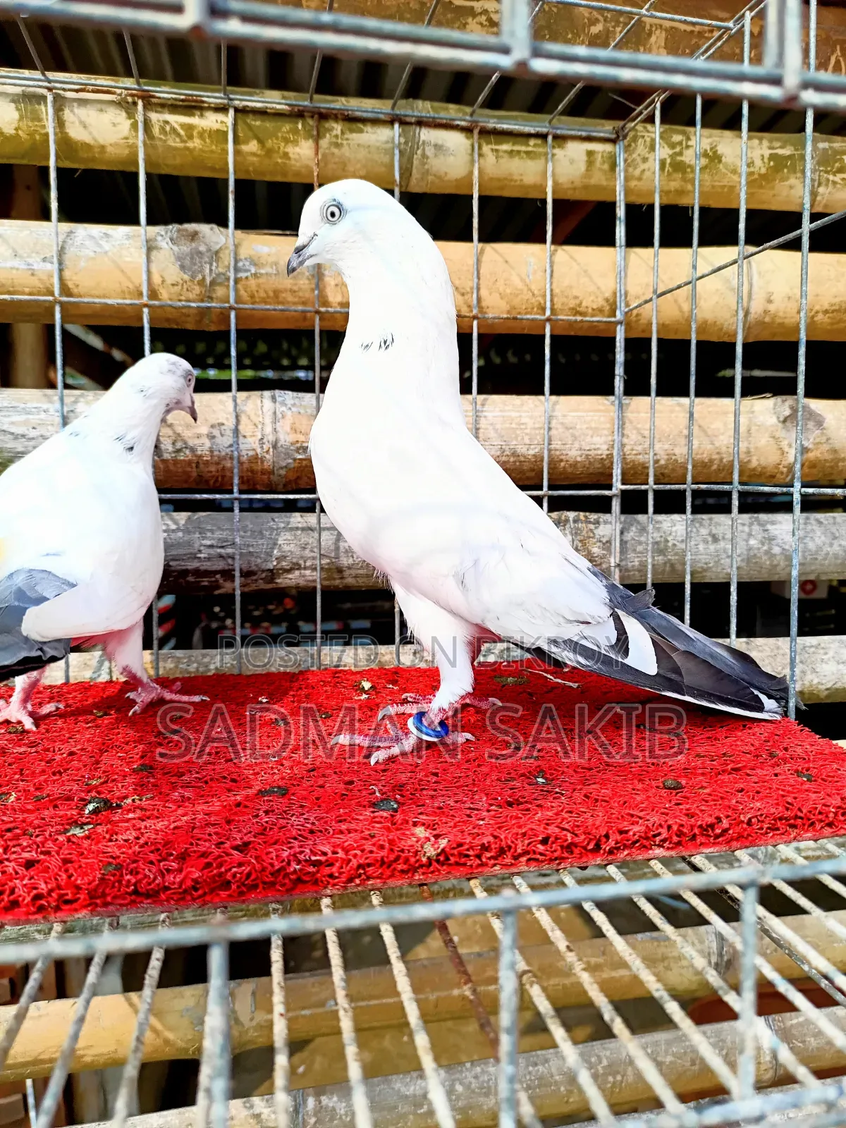 Kaldom Pigeon