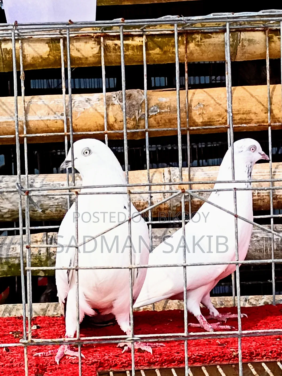Kaldom Pigeon