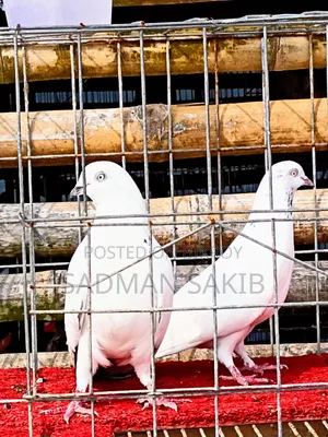 Kaldom Pigeon