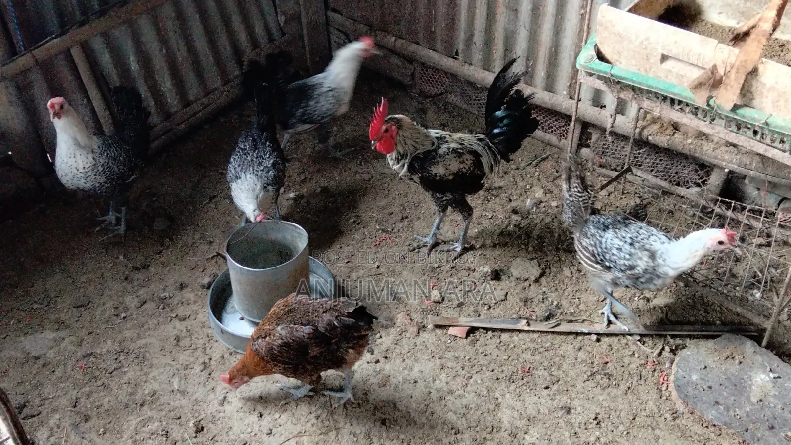 Fayemi Chicken
