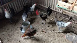 Fayemi Chicken