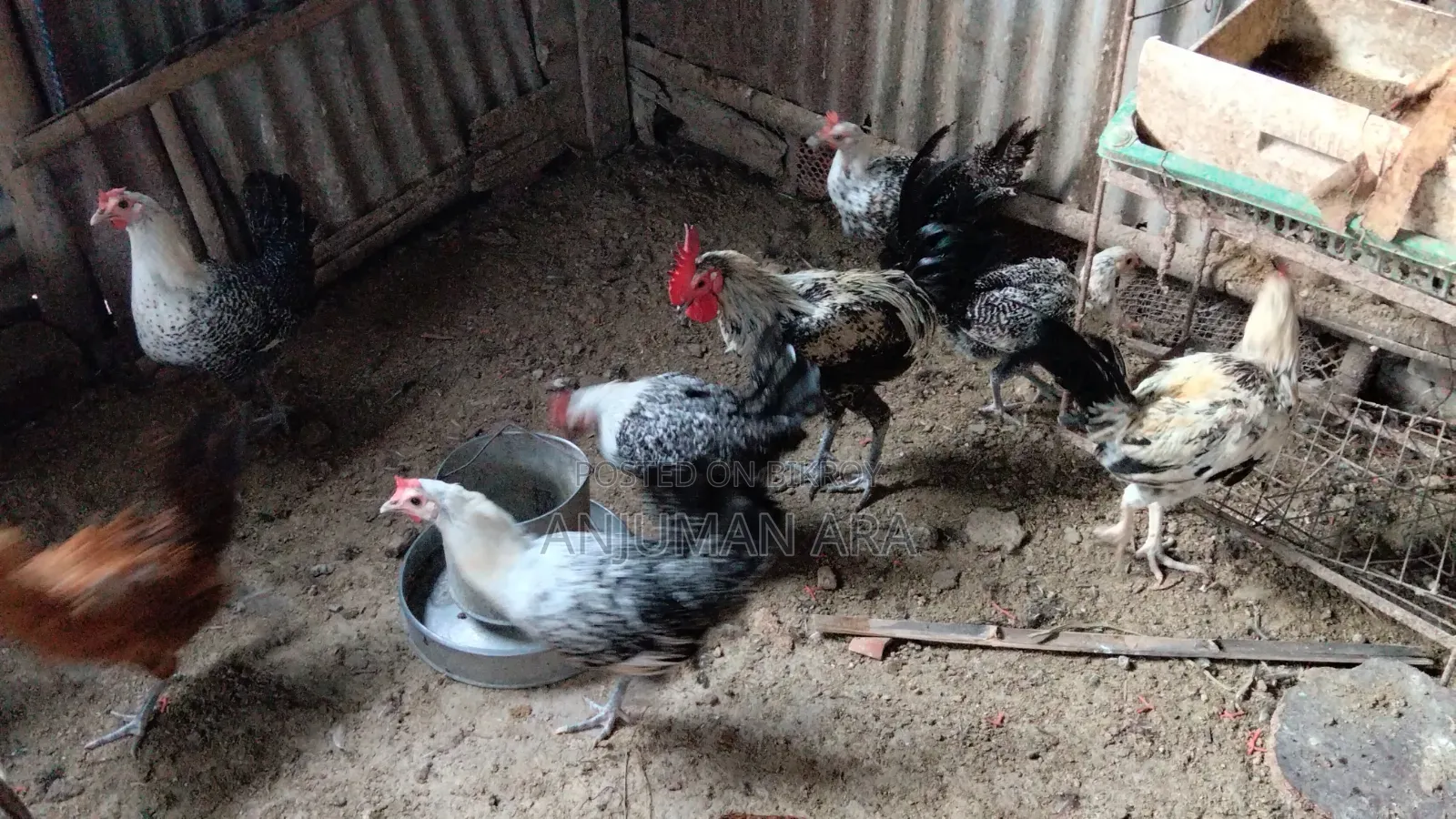 Fayemi Chicken