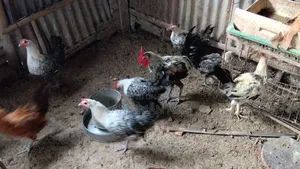 Fayemi Chicken