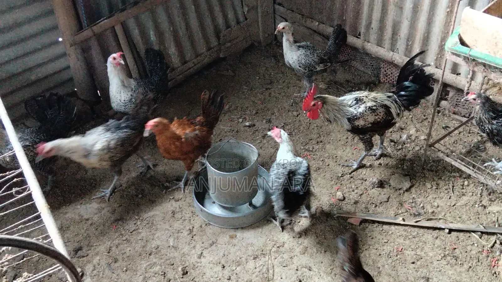 Fayemi Chicken
