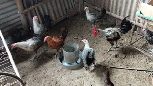 Fayemi Chicken