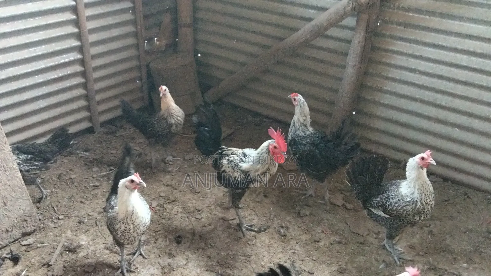 Fayemi Chicken