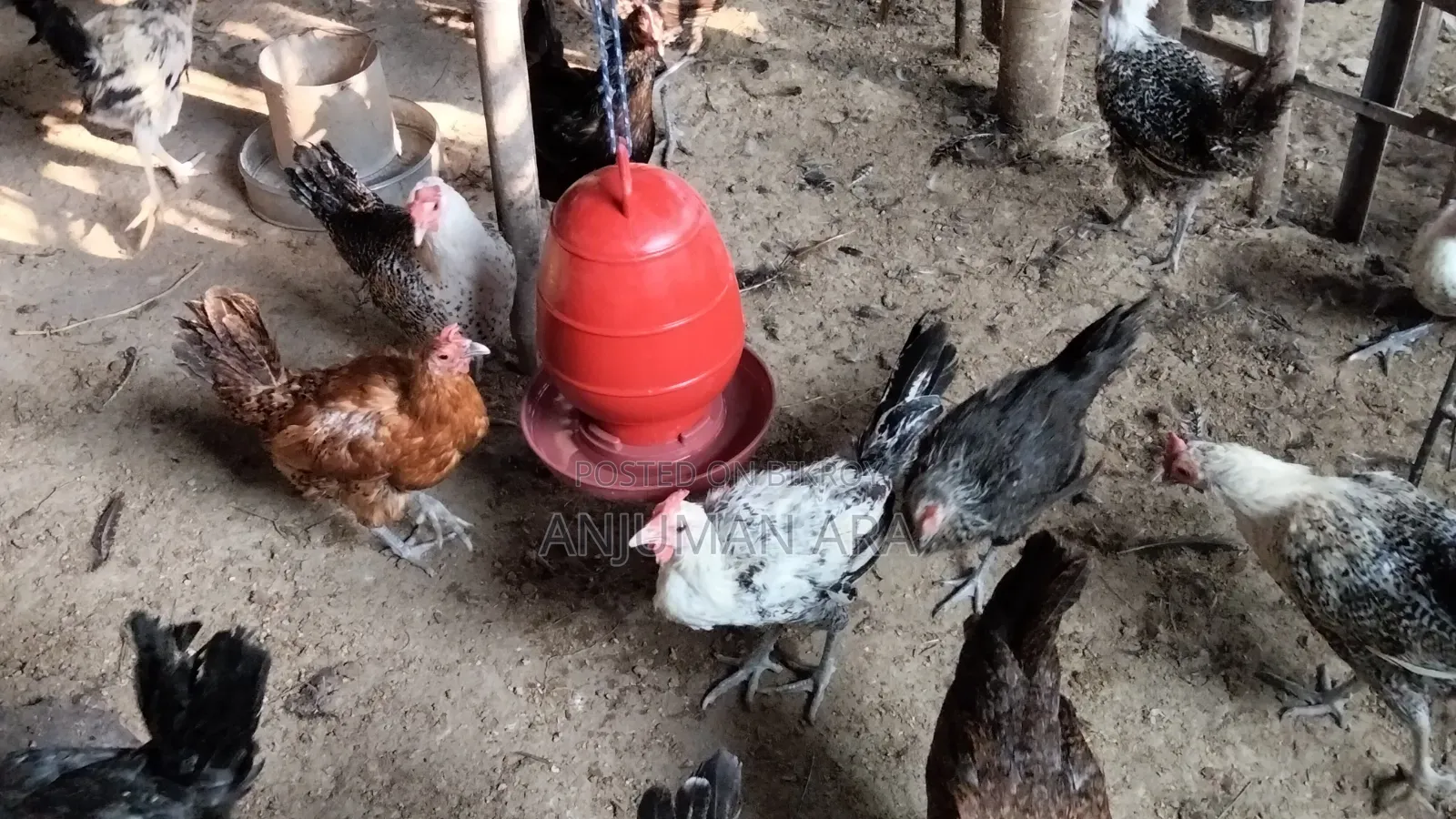 Fayemi Chicken
