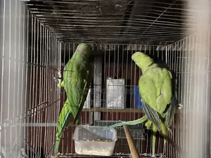প্রাপ্তবয়স্ক পুরুষ এবং মহিলা
