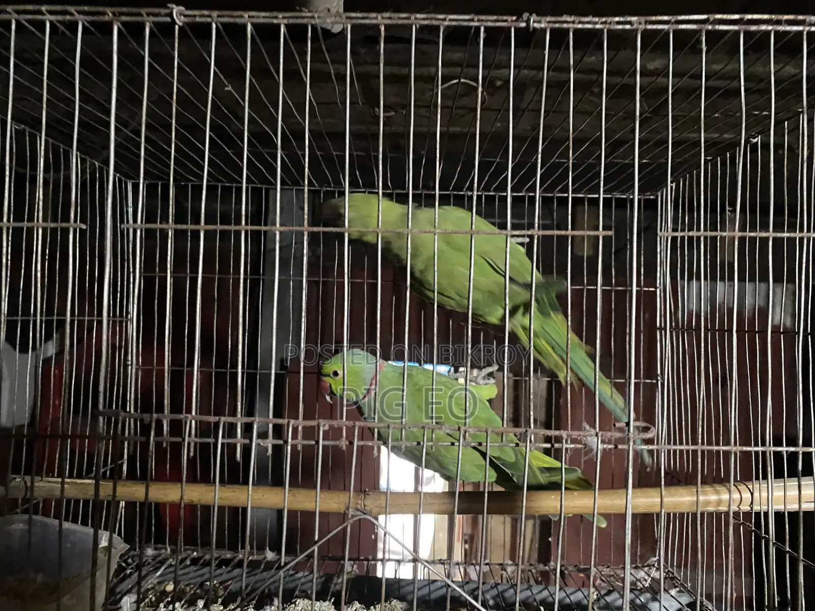 প্রাপ্তবয়স্ক পুরুষ এবং মহিলা