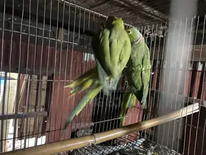 প্রাপ্তবয়স্ক পুরুষ এবং মহিলা