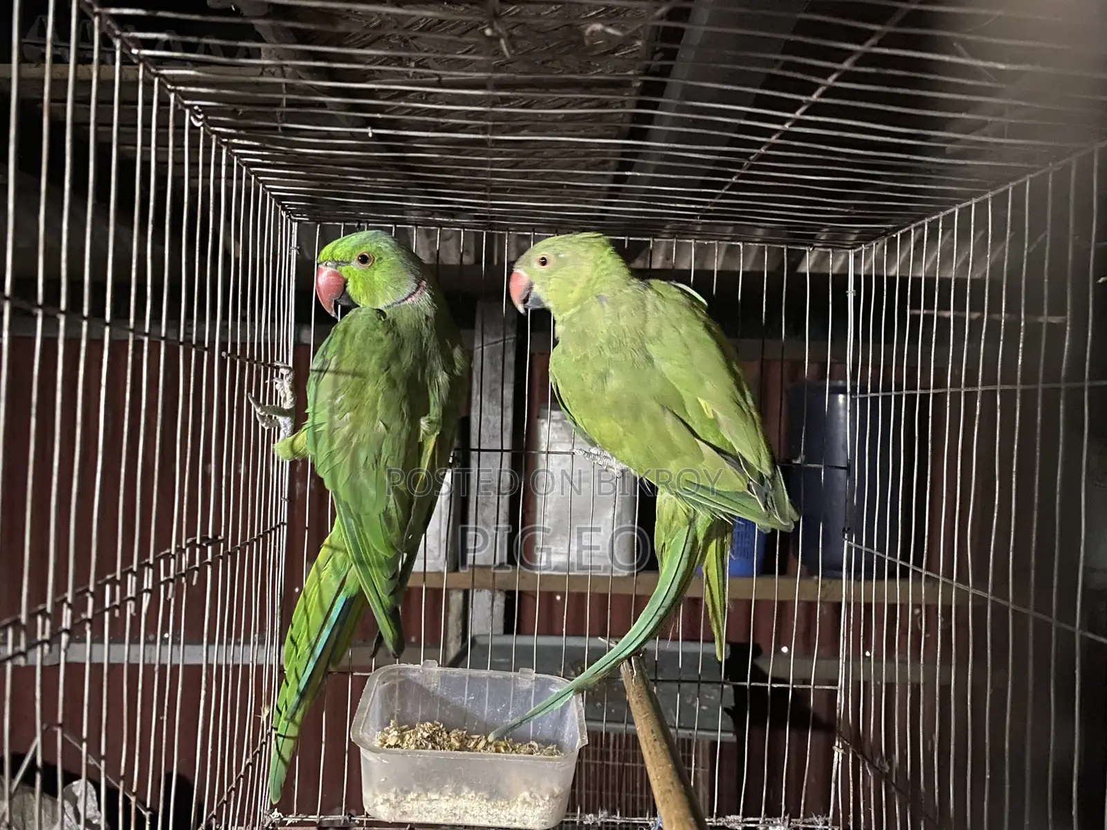 প্রাপ্তবয়স্ক পুরুষ এবং মহিলা