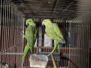 প্রাপ্তবয়স্ক পুরুষ এবং মহিলা