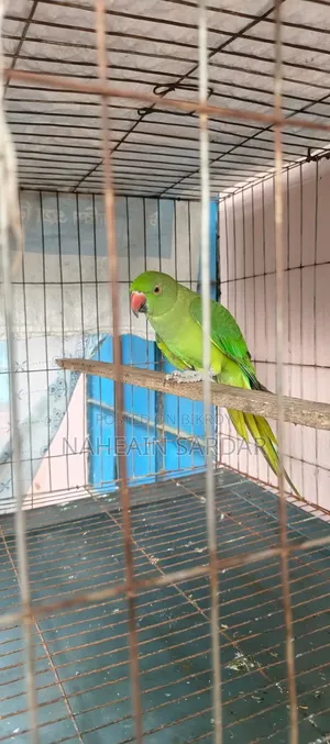 টিয়া পাখি