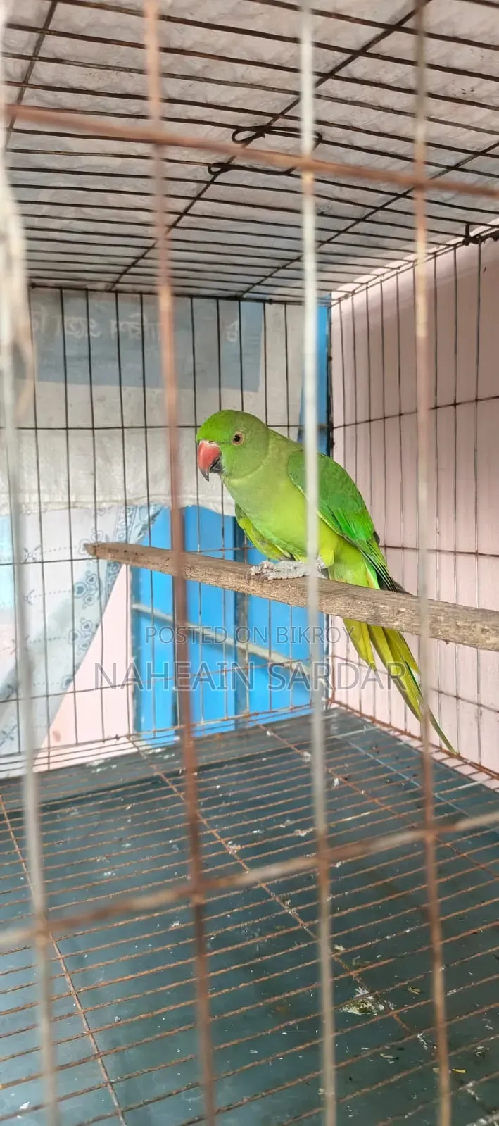 টিয়া পাখি