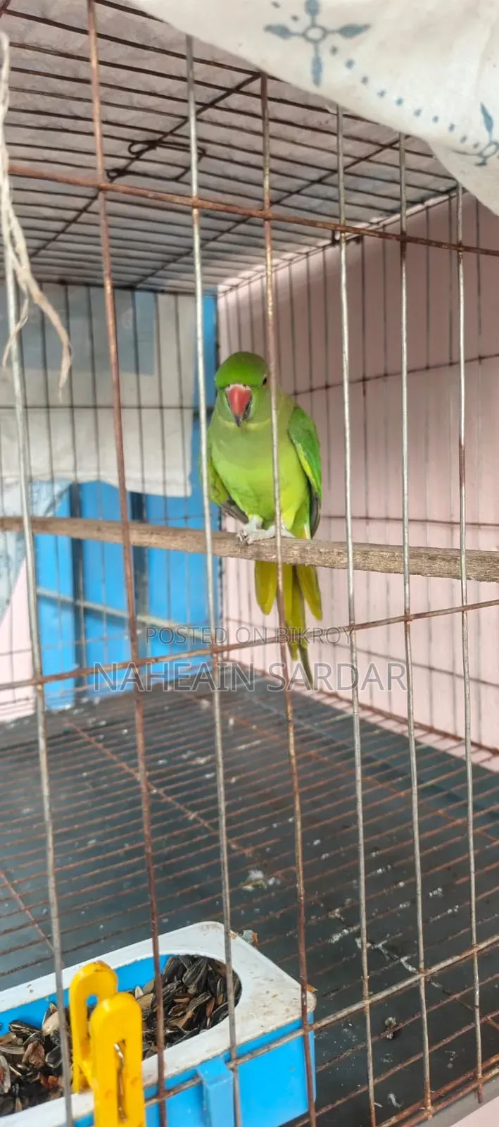 টিয়া পাখি
