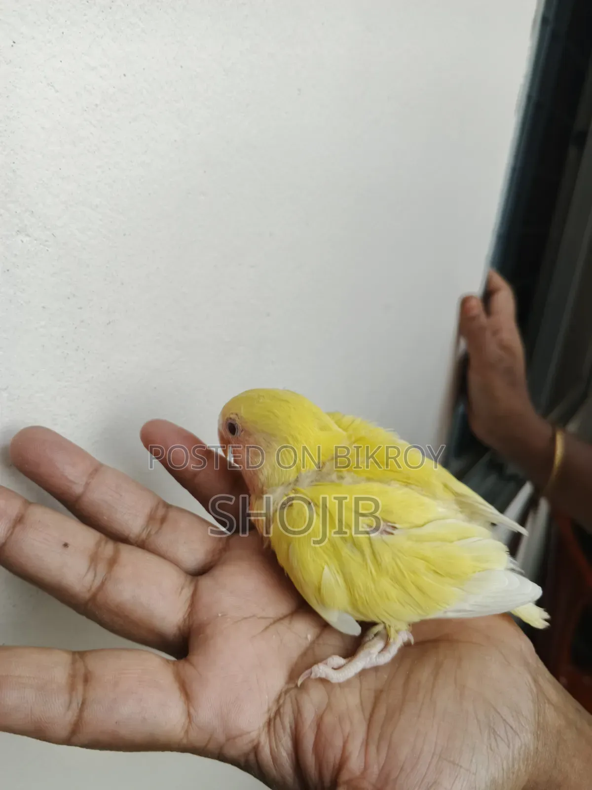 লাভ বার্ড বেবি
