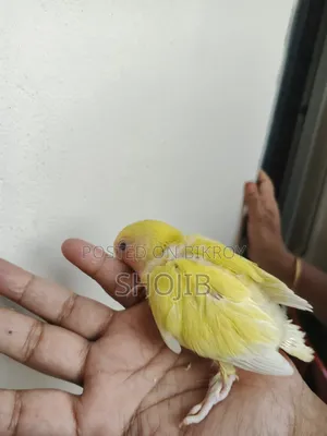 লাভ বার্ড বেবি