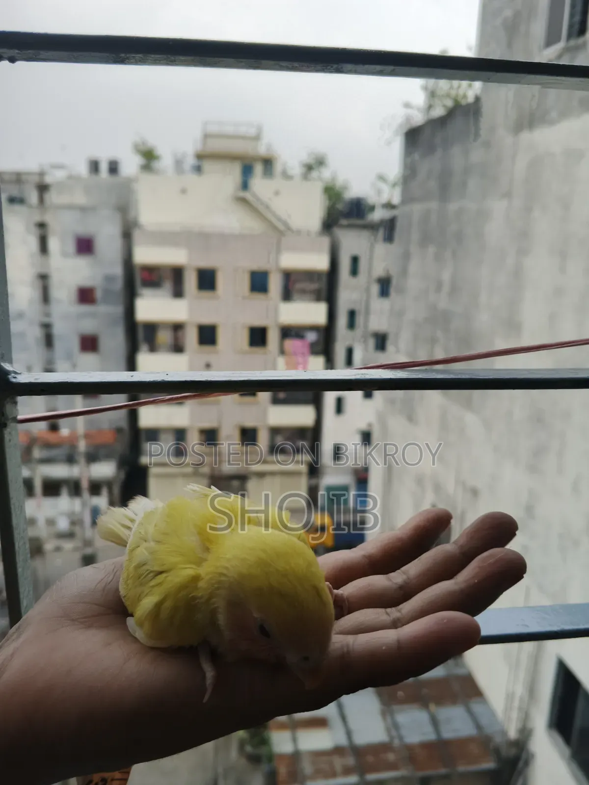 লাভ বার্ড বেবি
