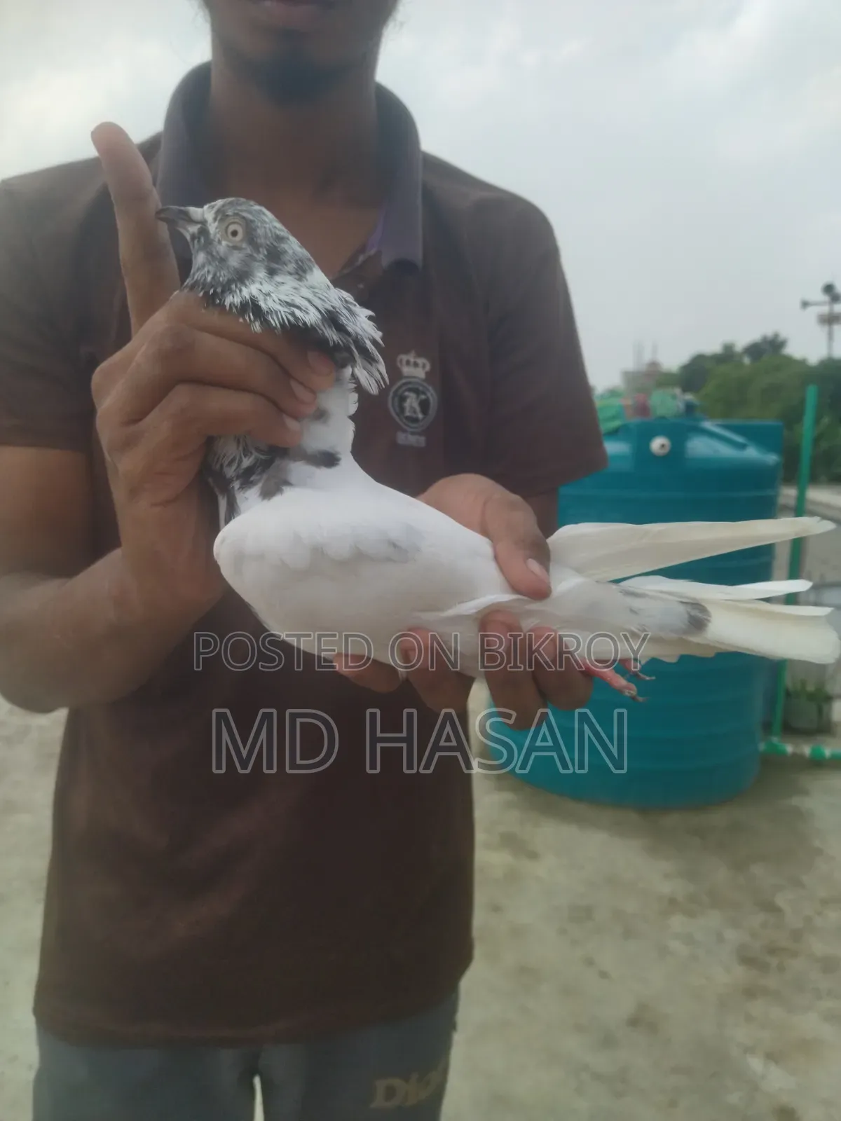 Saki Teddy Pigeon