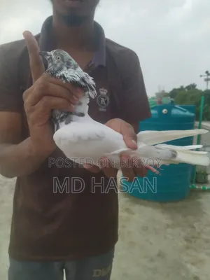 Saki Teddy Pigeon