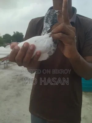 Saki Teddy Pigeon