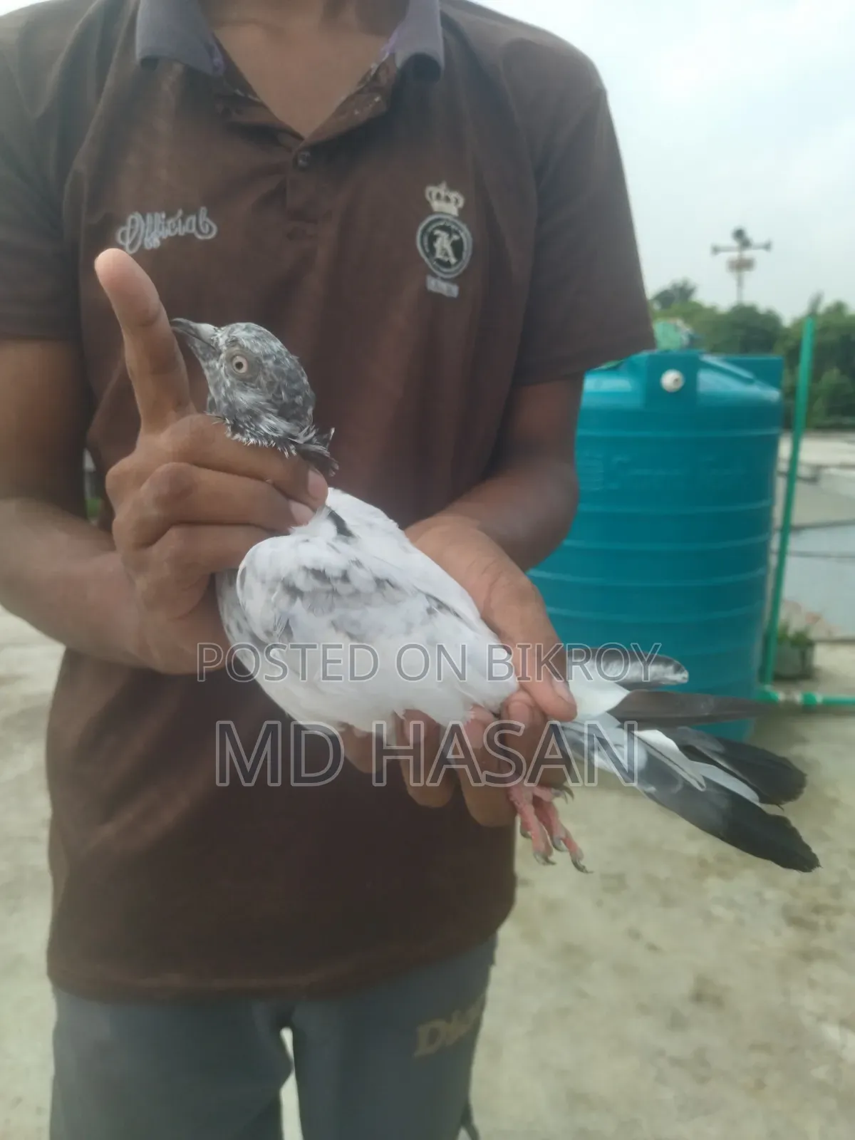Saki Teddy Pigeon