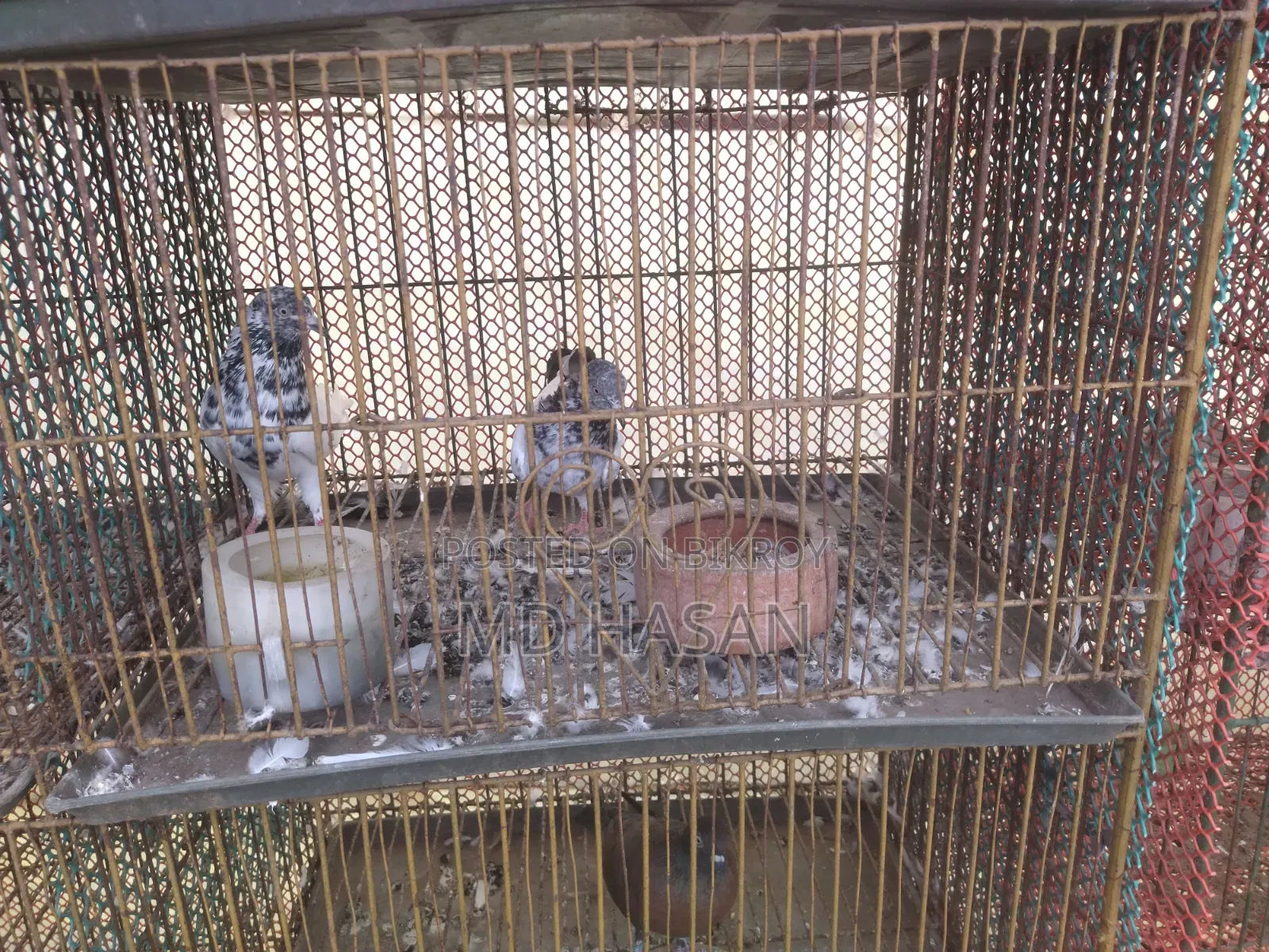 Saki Teddy Pigeon