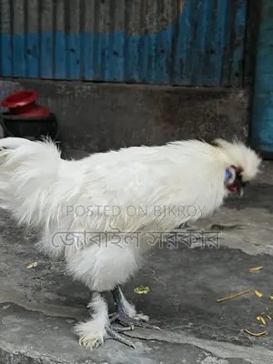 সিলকি মুরগী বয়স ৭ মাস+