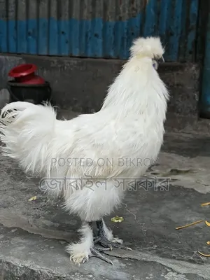 সিলকি মুরগী বয়স ৭ মাস+