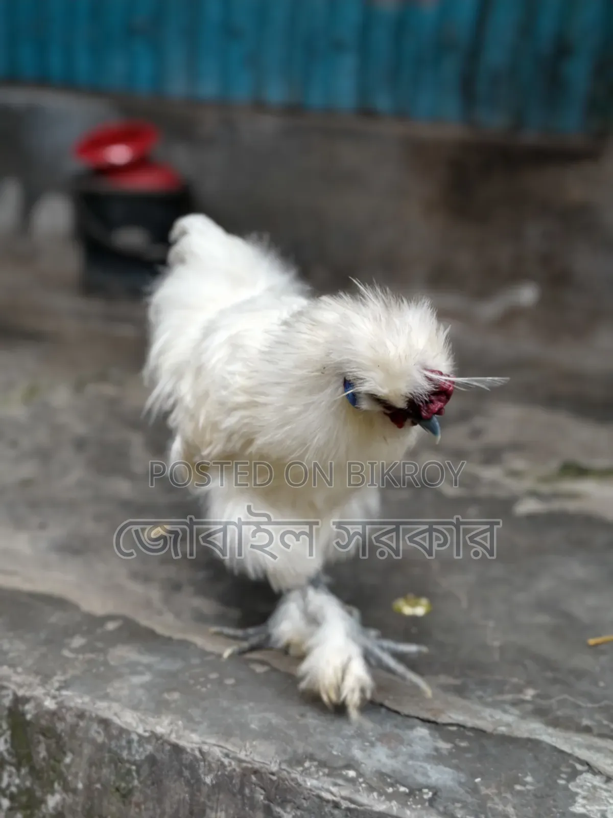 সিলকি মুরগী বয়স ৭ মাস+
