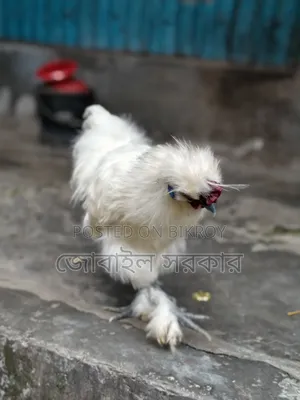 সিলকি মুরগী বয়স ৭ মাস+
