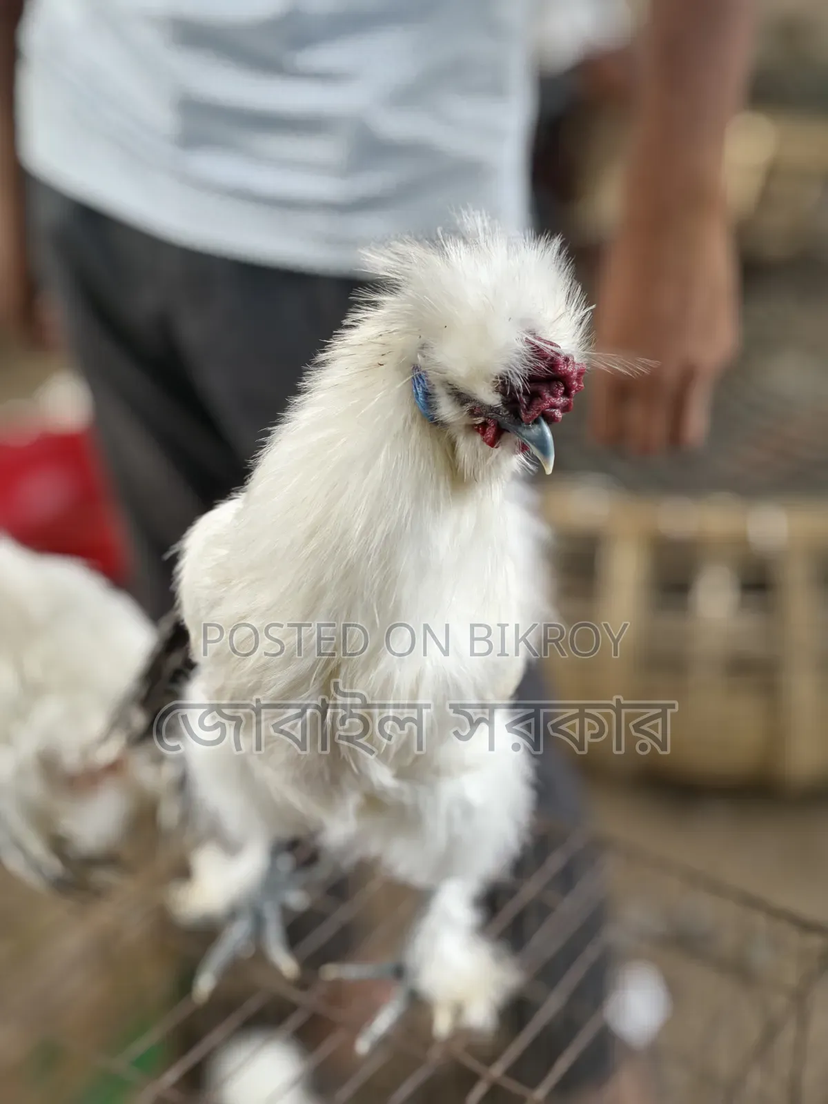সিলকি মুরগী বয়স ৭ মাস+