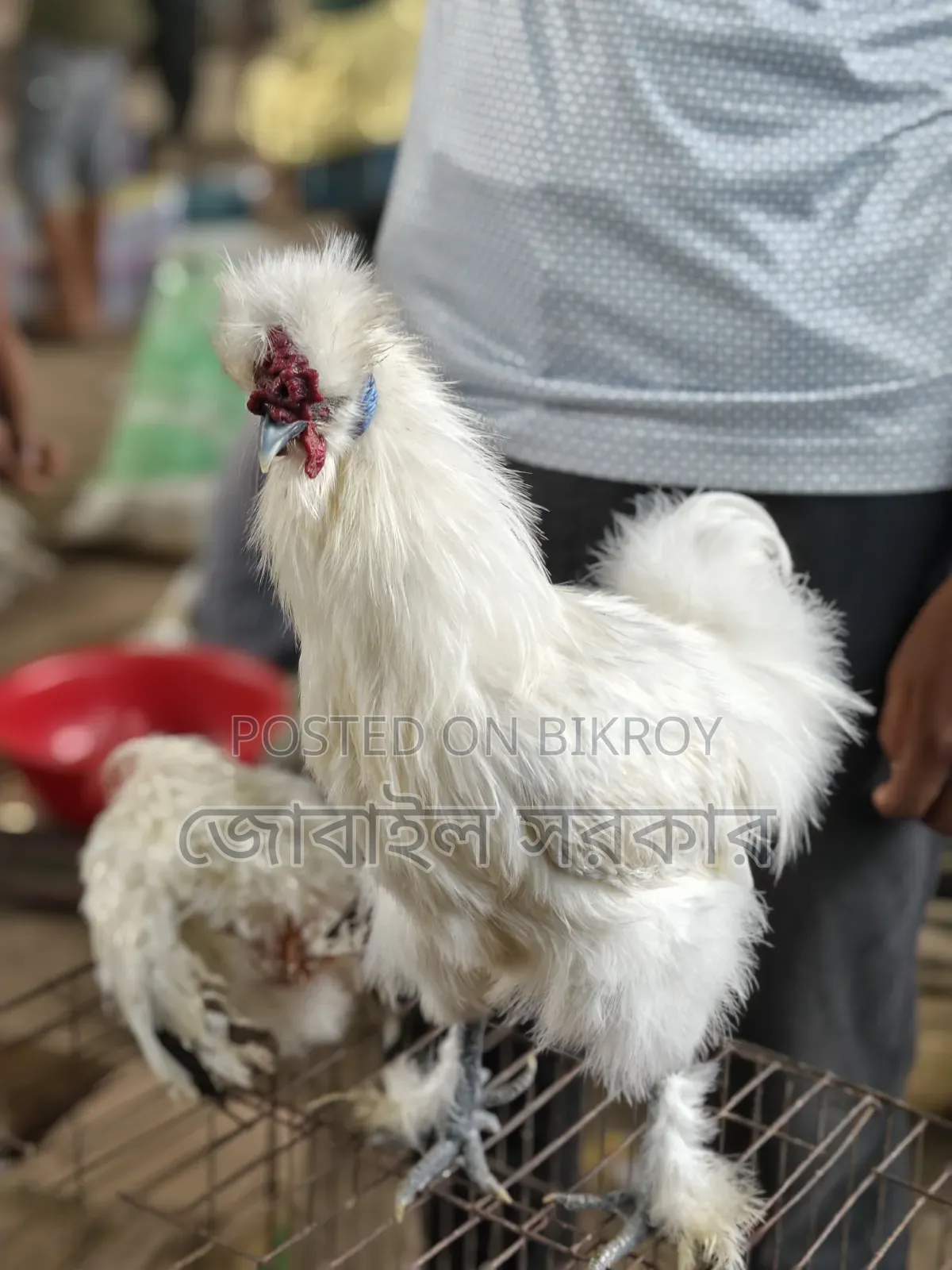 সিলকি মুরগী বয়স ৭ মাস+
