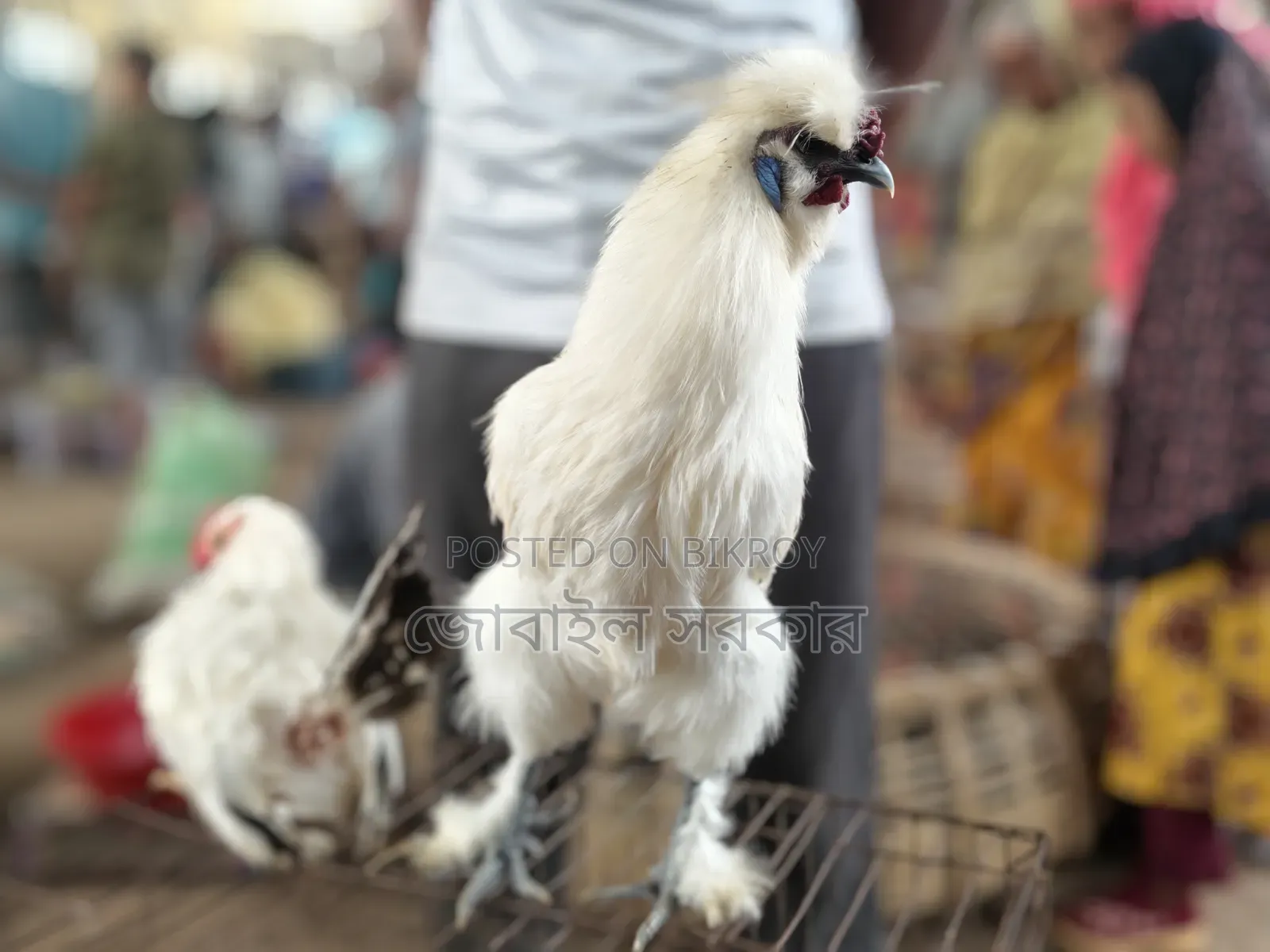 সিলকি মুরগী বয়স ৭ মাস+