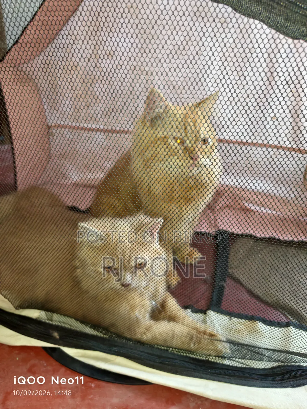 3-6 months Male Purebred Persian