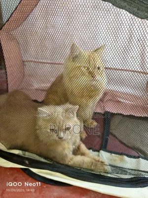3-6 months Male Purebred Persian