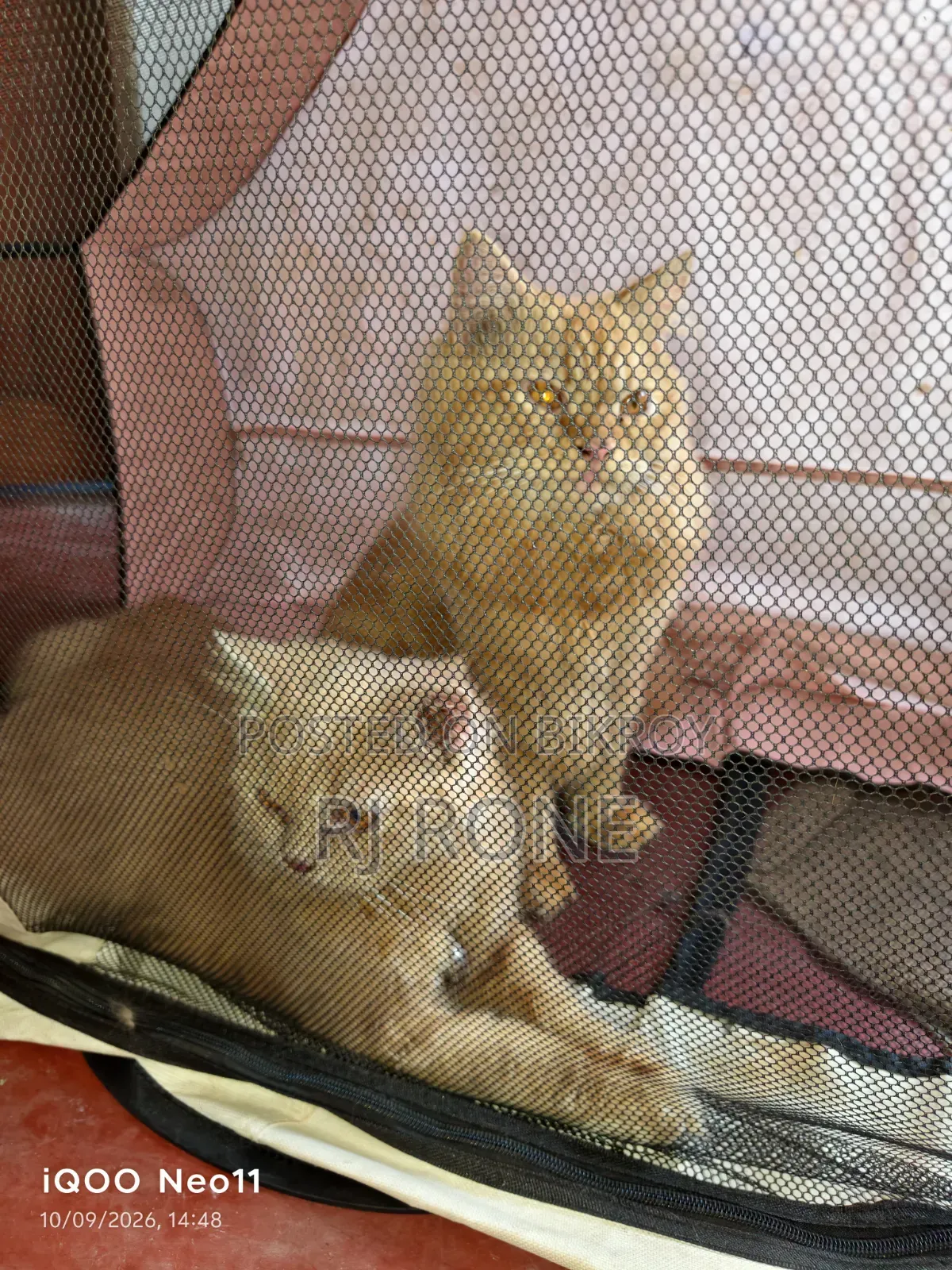 3-6 months Male Purebred Persian
