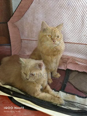 3-6 months Male Purebred Persian