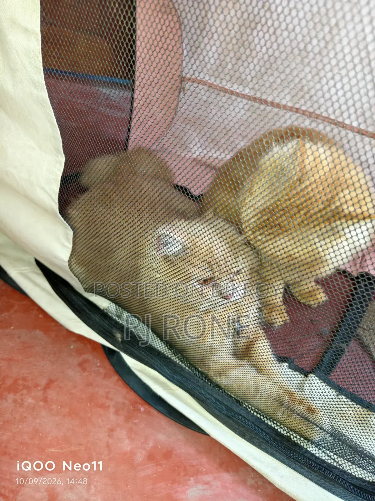3-6 months Male Purebred Persian