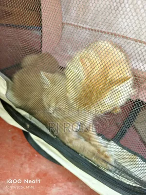 3-6 months Male Purebred Persian