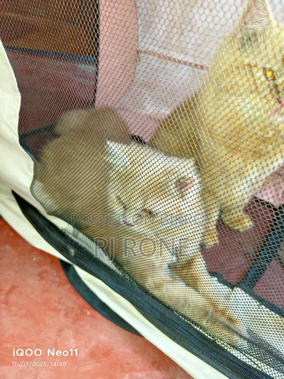 3-6 months Male Purebred Persian