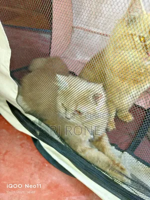 3-6 months Male Purebred Persian