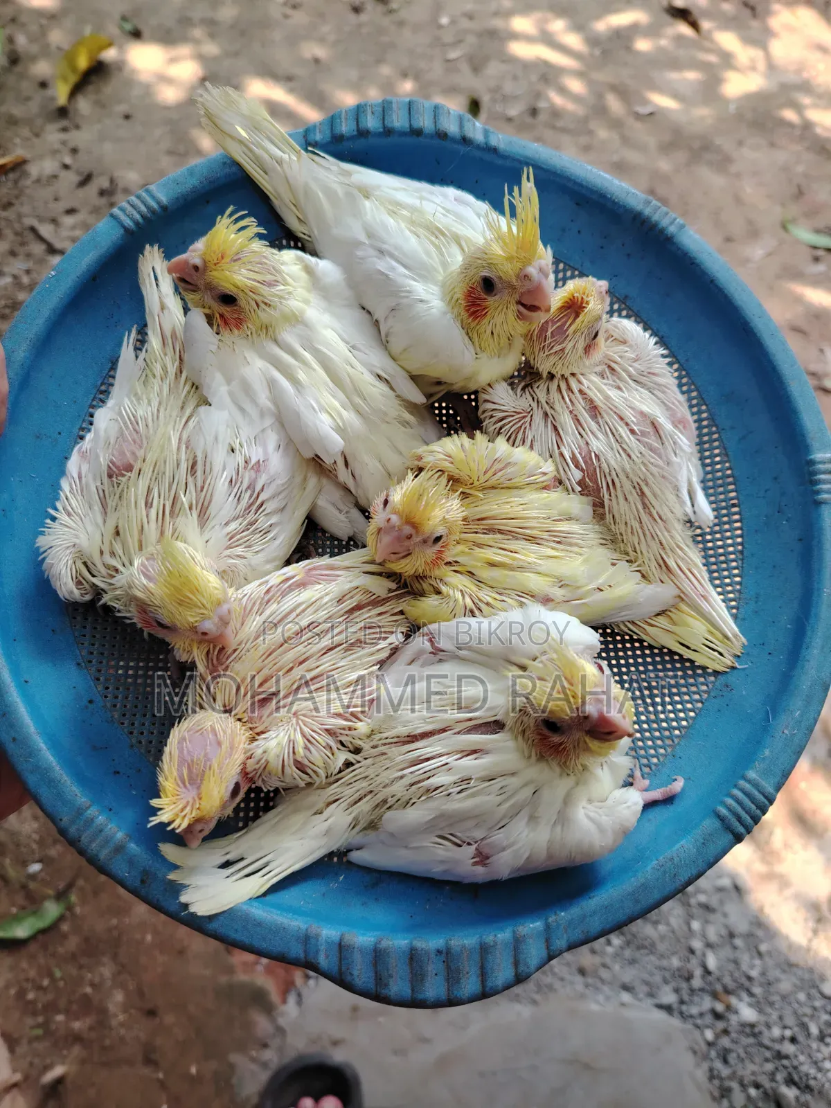 লুটিনো রেড