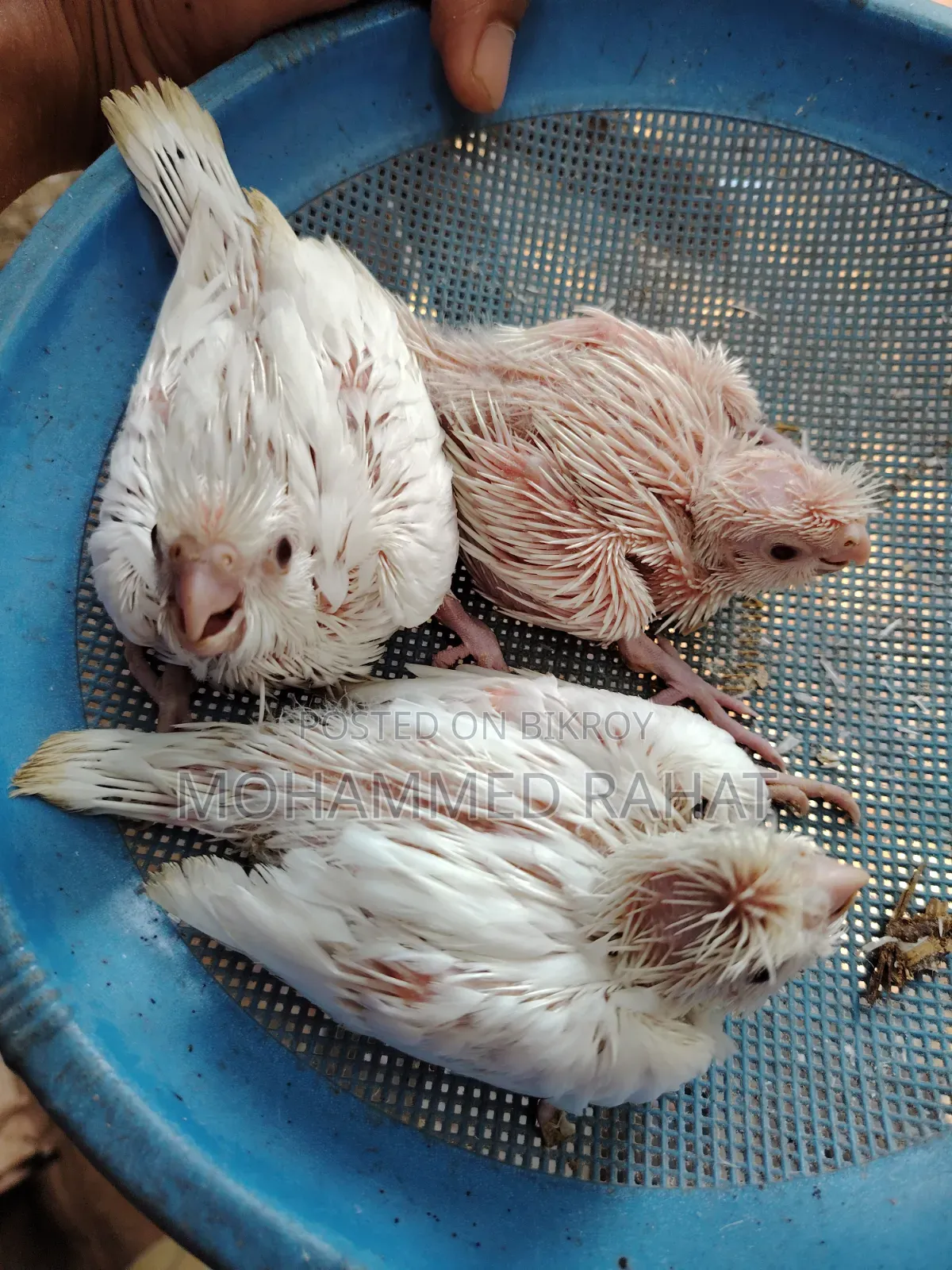 লুটিনো রেড